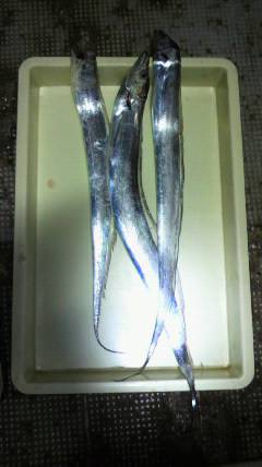 岸和田一文字　胴突でカワハギ＆サンマの餌でタチウオ