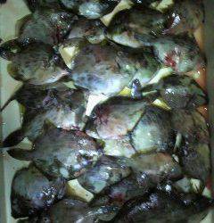 岸和田一文字　胴突でカワハギ＆サンマの餌でタチウオ