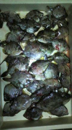 岸和田一文字　胴突でカワハギ＆サンマの餌で…