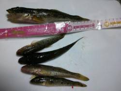 泉佐野見出川河口、潮が動き出すとついに本命…