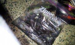 伊根エリア、リベンジエギング釣行でアオリ18杯！