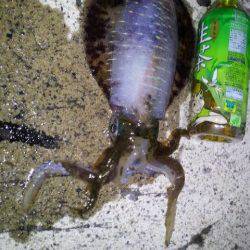 伊根エリア、リベンジエギング釣行でアオリ18杯！