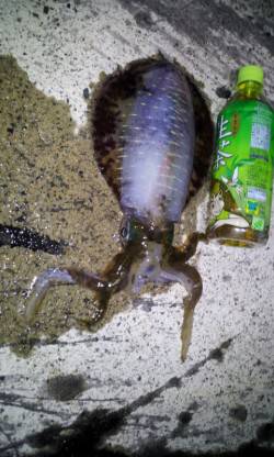 伊根エリア、リベンジエギング釣行でアオリ1…