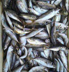 釣りガール、サビキで大漁　岸和田沖一文字での釣果