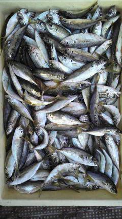 釣りガール、サビキで大漁　岸和田沖一文字での釣果