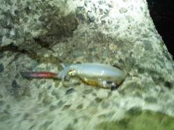 魚住漁港でエギング、サイズはまだ小さいよう…