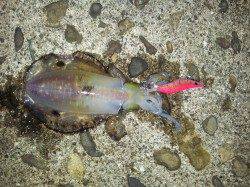 海南エギング　〜朝の一時間で500g含む3ハイ〜