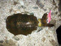 海南エギング　〜朝の一時間で500g含む3ハイ〜