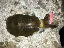 海南エギング　〜朝の一時間で500g含む3…