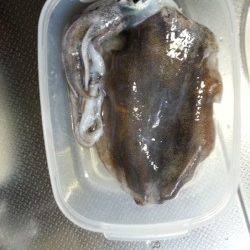 明石港　エギングでアオリイカ狙い釣行