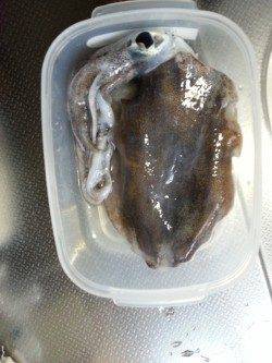 明石港　エギングでアオリイカ狙い釣行