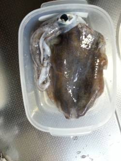 明石港　エギングでアオリイカ狙い釣行