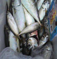 岸和田一文字、サビキは好調でサイズも良い感じ♪