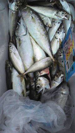 岸和田一文字、サビキは好調でサイズも良い感…