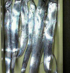 岸和田一文字　タチウオはサイズも上がっています