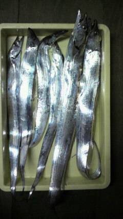 岸和田一文字　タチウオはサイズも上がっています