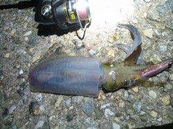 アジュール舞子～西舞子　渋い中でも探って回りエギングでアオリイカ10パイ！