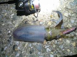 アジュール舞子～西舞子　渋い中でも探って回…