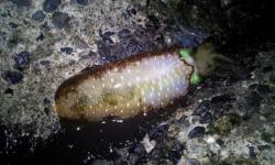 京丹後東部、反応良くエギを追っかけてきます…