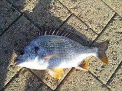 舞洲でフカセ釣りの釣果