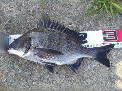 舞洲でフカセ釣りの釣果