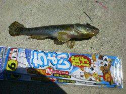 泉佐野見出川河口で今が旬のハゼ釣り～大満足！