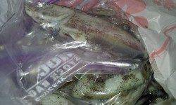 京丹後東部、反応良くエギを追っかけてきます