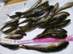 泉佐野見出川河口で今が旬のハゼ釣り～大満足！