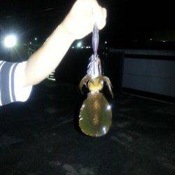 深日漁港　スローのしゃくりのエギングで狙うアオリイカ