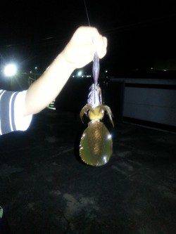 深日漁港　スローのしゃくりのエギングで狙うアオリイカ