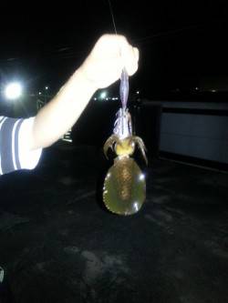 深日漁港　スローのしゃくりのエギングで狙う…