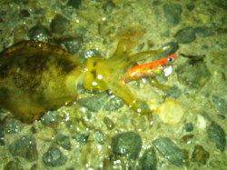 アジュール舞子～西舞子　渋い中でも探って回りエギングでアオリイカ10パイ！