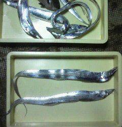 岸和田一文字　タチウオ100cmの大型出た