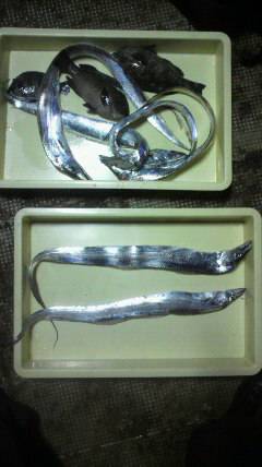 岸和田一文字　タチウオ100cmの大型出た…