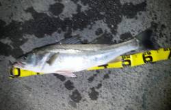 久々子のシーバスゲーム　ランカーサイズは・…