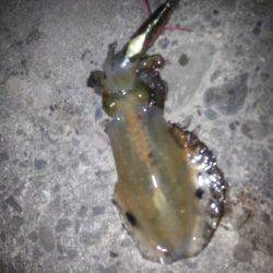 深日漁港　スローのしゃくりのエギングで狙うアオリイカ