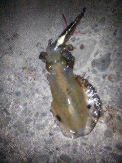 深日漁港　スローのしゃくりのエギングで狙うアオリイカ