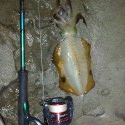 小杭・方杭漁港　エギングでのアオリイカ狙いは風が弱くなってアタリ☆