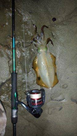 小杭・方杭漁港　エギングでのアオリイカ狙いは風が弱くなってアタリ☆