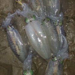 小杭・方杭漁港　エギングでのアオリイカ狙いは風が弱くなってアタリ☆