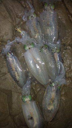 小杭・方杭漁港　エギングでのアオリイカ狙いは風が弱くなってアタリ☆