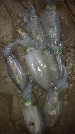 小杭・方杭漁港　エギングでのアオリイカ狙い…