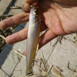 泉佐野近木川の方へちょい投げに