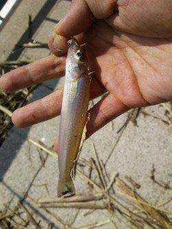 泉佐野近木川の方へちょい投げに