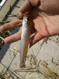 泉佐野近木川の方へちょい投げに