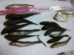 泉佐野近木川の方へちょい投げに