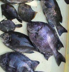 沖一文字北、飲ませで82cmのサワラをキャッチ