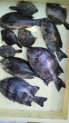 沖一文字北、飲ませで82cmのサワラをキャッチ