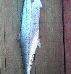 沖一文字北、飲ませで82cmのサワラをキャッチ