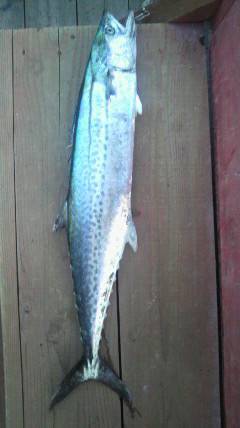 沖一文字北、飲ませで82cmのサワラをキャッチ